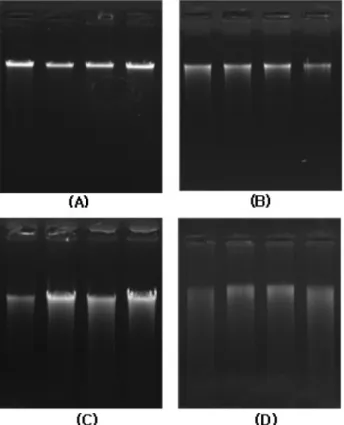 Table 1 . DNA degradation depending on storage temperature and distilled water