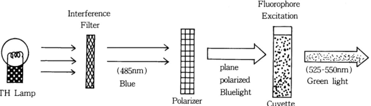 Fig- l. Principle  of  the  Flurescence  Polarization  Interference  Filter  빼  > (485nm)  Blue  TH  Lamp  fluorophore가 부착된 항원과 검 체속의 항원이 경 쟁 적  으로 항체분자에 있는 결합부위와 결합한다