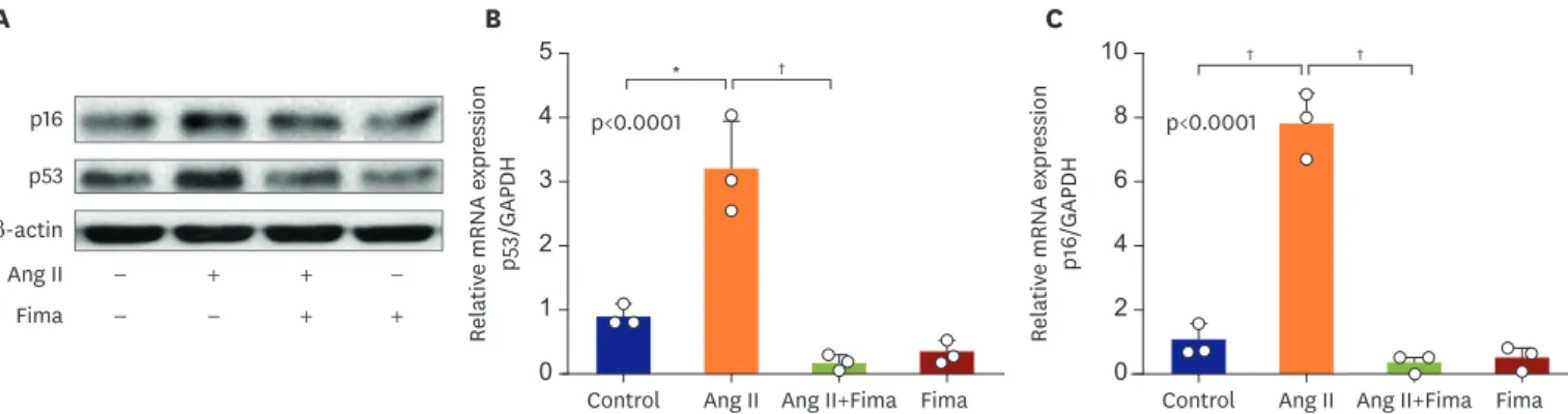 Figure 2. Ang II induces p53 and p16 expression, whereas Fima inhibits it. hCSMCs were treated with Ang II at 100 nM for 4 hours, and/or pretreated Fima at 1 µM  for 2 hours