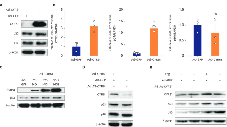 Figure 5. Ang II-CYR61 dependent cellular senescence was mediated by the p53-dependent pathway, but not by the p16-dependent pathway