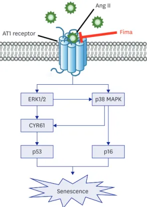 Figure 7. The proposed signaling pathways of Ang II-induced hCSMCs senescence. ARB, Fima, may contribute to  anti-senescence effects by inhibiting ERK/p38 MAPK/CYR61/p53 signaling pathway