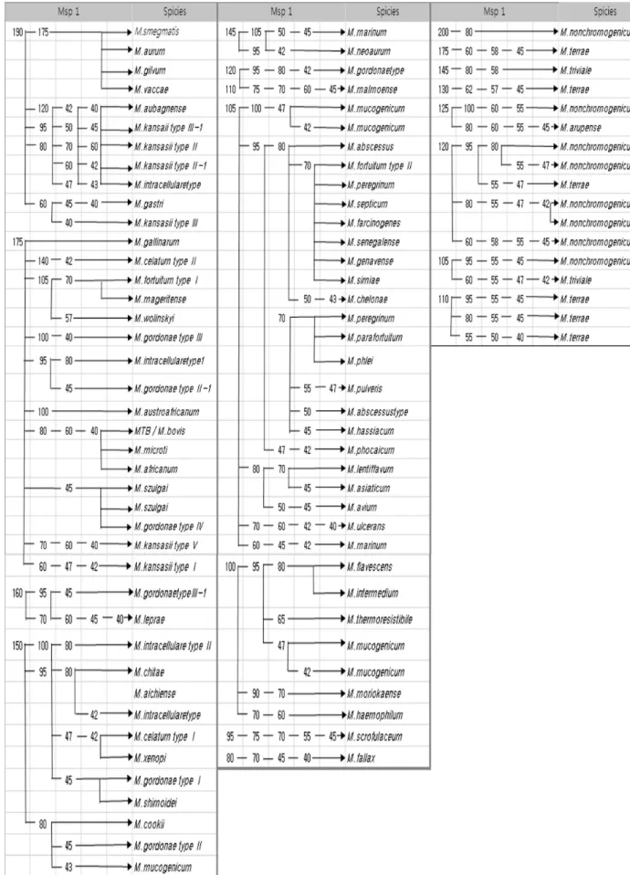 Fig.  4.  Identificaion  algorithm  for  NTM  by  PRA  (PCR-RFLP). 