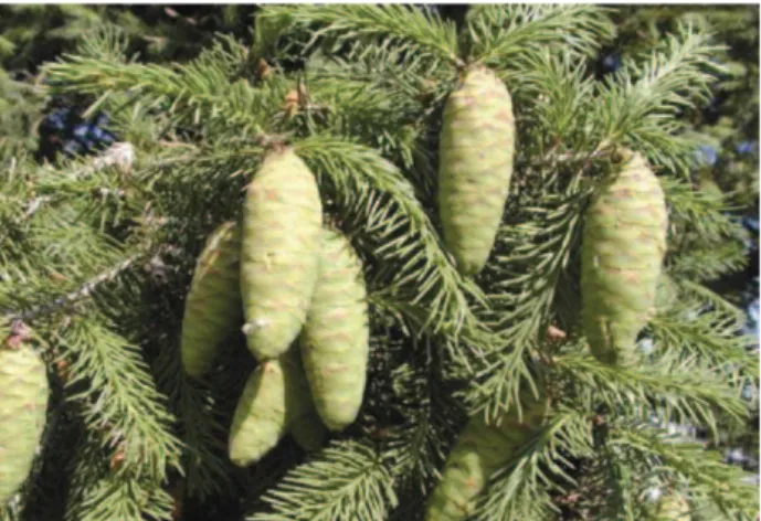Fig.  1.  Picea  wilsonii   Mast.  The  tree  grows  up  to  50  m  tall,  with  a  trunk  up  to  1.5  m  in  diameter