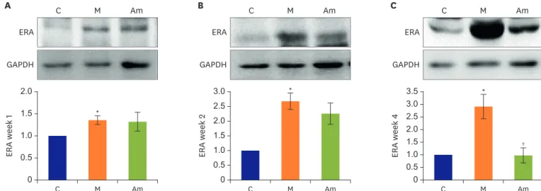 Figure 4. ERA protein expression level in lung tissues of MCT-induced PAH model after ambrisentan treatment