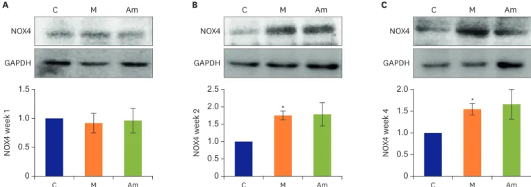 Figure 6. NOX4 protein expression in lung tissues of MCT-induced PAH model level after ambrisentan treatment
