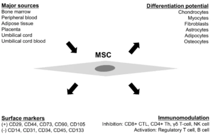 Figure  1.    Schematic  representation  of  mesenchymal  stem  cell  (MSC).  MSCs  can  be  obtained  from  various  sources  in  the  body,  including  bone  marrow,  peripheral  blood,  adipose  tissue,  placenta,  umbilical  cord,  and  umbilical  cord