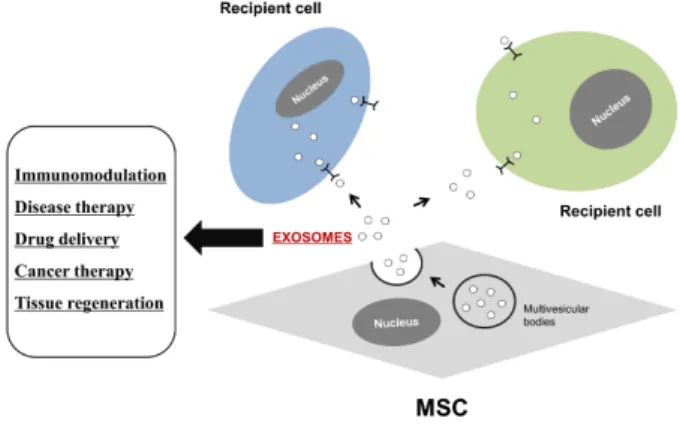 Figure  2.  The  biogenesis  and  function  of  MSC-derived  exosomes. 