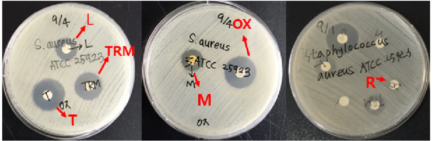 Table  1.  Antimicrobial  activity  of  20  uL  of  essential  oils  determined  by  disc  diffusion  method