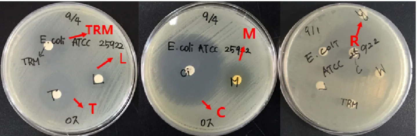 Figure  2.  Antibacterial  inhibition  zone  of  essential  oils  against  E .  coli 