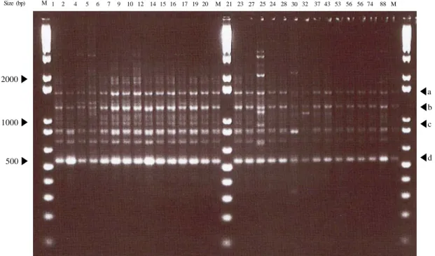 Fig. 2. Dendrogram analysis of aminoglycoside antimicrobial-resistant Enterococcus  isolated by Rep-PCR.2000▶Size (bp)1000▶500▶124567 9 10 12 14 15 16 17 19 20 M MM212327252428303237435356567488 ◀ a◀ b◀c◀d