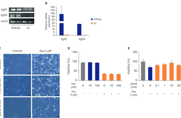 Figure 2. The SGLT inhibitor protects cardiomyocytes by increasing βOHB. (A) and (B) Sglt1 and Sglt2 mRNA expression in mouse LV and kidney by qRT-PCR