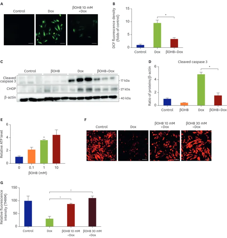 Figure 3. βOHB reduces ROS and improves mitochondrial function. (A) Representative confocal fluorescence images of H9C2 cells after Dox treatment
