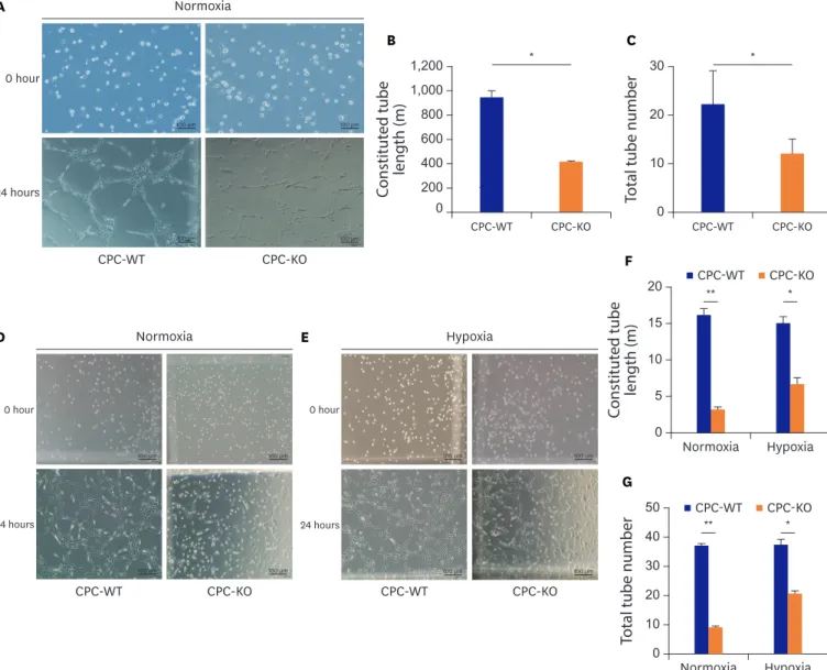 Figure 5. CPC-WT showed better tube formation ability compared to CPC-KO in normoxic and hypoxic cultures