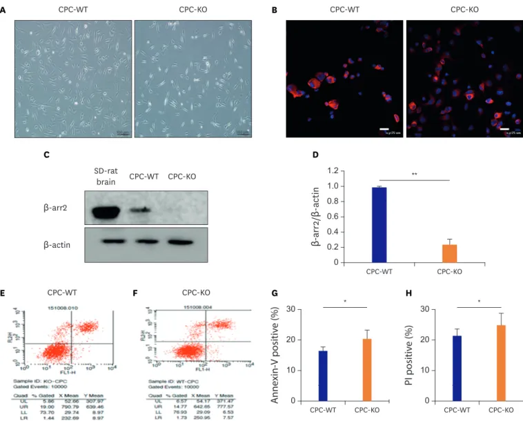 Figure 1. Basic morphologic difference of 2 types of CPC and higher apoptotic rate of CPC-KO than CPC-WT in the regular culture condition