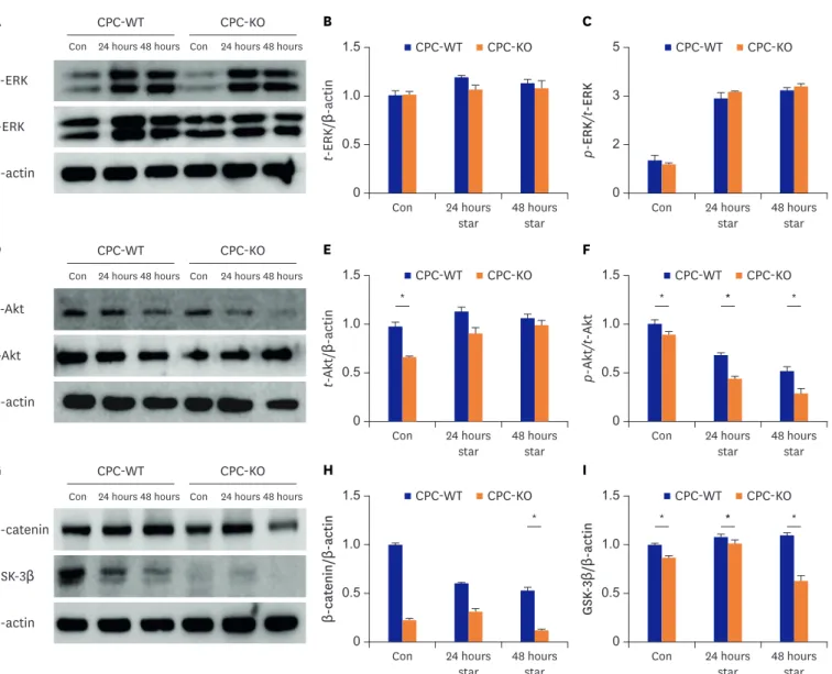 Figure 2. CPC-WT showed better expression profiles of proteins related with mobility especially in serum starvation compared to CPC-KO