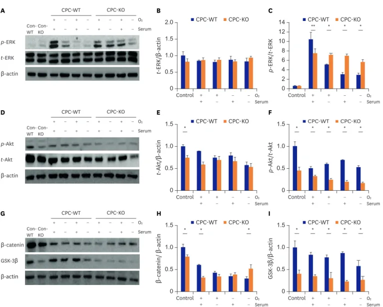 Figure 4. CPC-WT showed better expression profiles of proteins related cell mobility and tube formation in normoxic and hypoxic cultures compared to CPC-KO