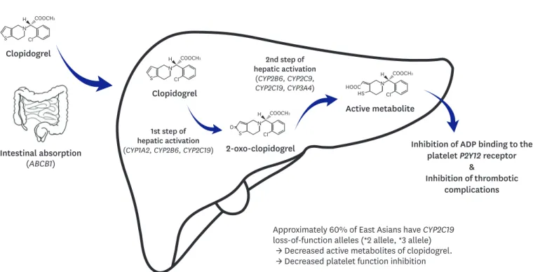 Figure 1. Mechanism of clopidogrel activation and representative candidate genes involved each step