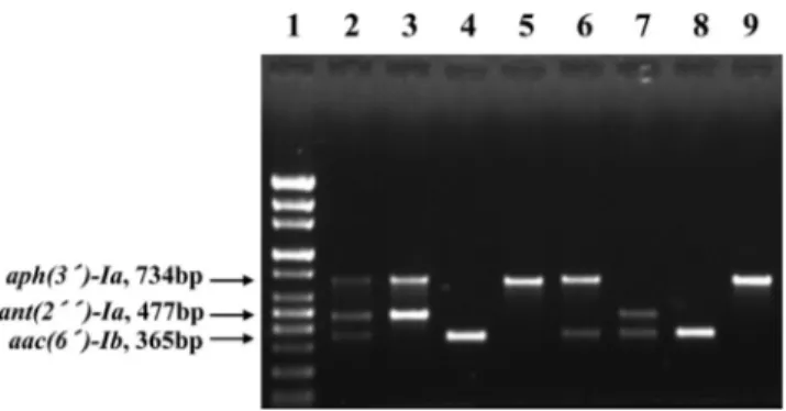 Fig.  3. Agarose gel electrophoresis of DNA fragments amplified using multiplex PCR from 103 isolates