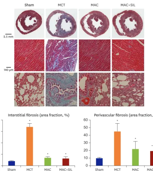Figure 6. Histopathologic comparisons. The extent of perivascular and interstitial fibrosis is significantly greater  in the MCT group compared to that in the MAC or the MAC+SIL groups (p<0.05)