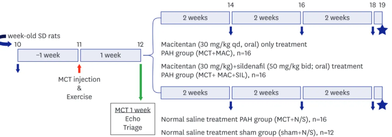 Figure 1. A schematic illustration of the preliminary experimental protocol is shown. Blue arrows indicate the time points at which body weight, 