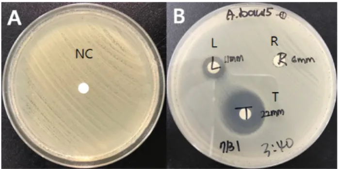 Figure  3.  Antibacterial  inhibition  zone  image  of  essential  oils  against  A.  baumanii   by  disk  diffusion  method
