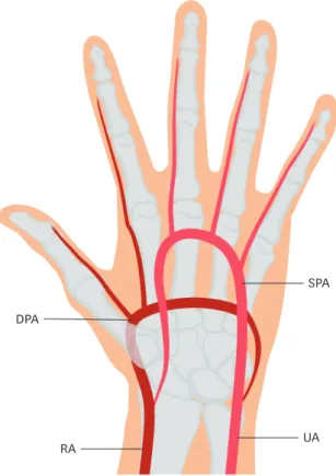 Figure 2. Anatomical structure of left hand arteries. 