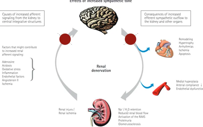 Fig. 1. Pathophysiological interaction between the brain, the kidney and other peripheral organs like heart, liver and vasculature after sympathetic activity  is enhanced