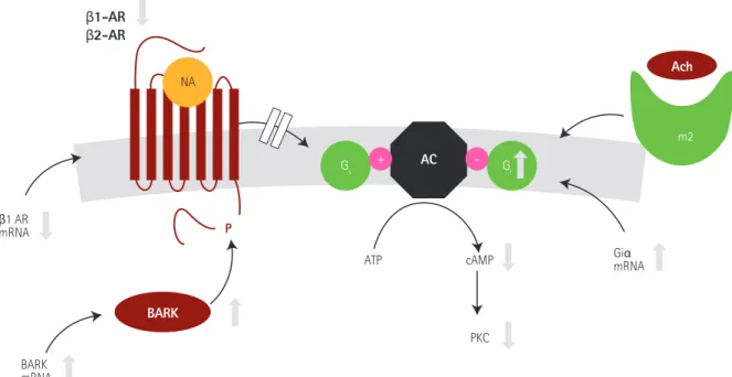 Fig. 2. Summary of beta-adrenergic signal transduction in heart failure. Modified from reference