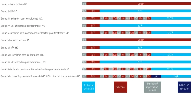 Fig. 1. Diagrammatic representation of experimental protocol. NC: normocholesteroleic, I/R: ischemia-reperfusion, I: ischemia, R: reperfusion, L-NIO: 