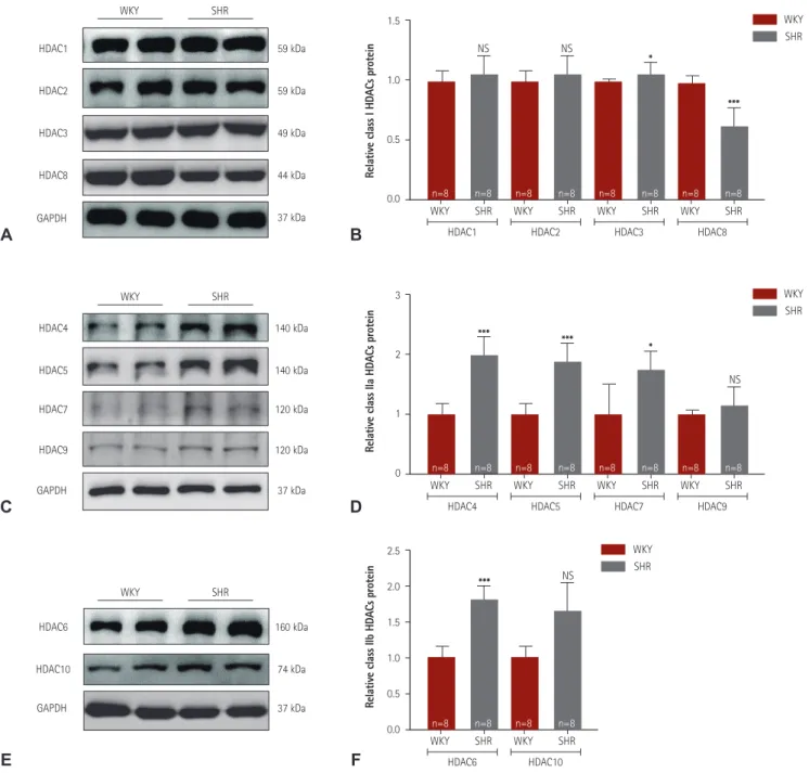 Fig. 2. Class I and IIa/b HDACs expression in spontaneously hypertensive rats. (A) Levels of class I HDACs (HDAC1, 2, 3, and 8) protein expression were determined  by western blot analysis using left ventricular tissues from WKY rats and SHR
