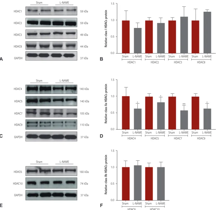 Fig. 4. Decreased class IIa HDAC expression in L-NAME-induced hypertensive mice. (A) Levels of class I HDACs (HDAC1, 2, 3, and 8) protein expression  were determined by western blot analysis using hearts from L-NAME-induced hypertensive mice and sham mice