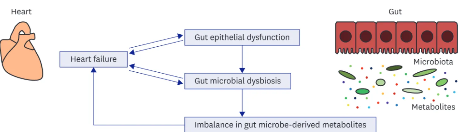 Figure 1. Novel concept of a heart-gut axis. In patients with HF, microcirculatory disturbances result in gut epithelial dysfunction