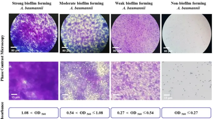 Figure  1.  Imaging  and  quantification  of  biofilm  formation  by  A .  baumannii   isolates  using  a  phase  contrast  microscope  and  a  96-well  microplate  spectrophotometer,  after  crystal  violet  staining.