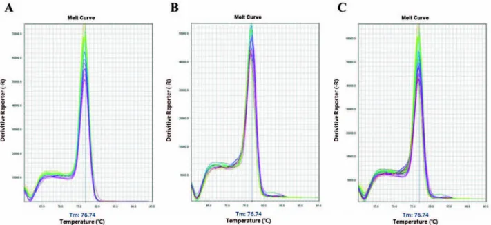 Fig.  1.  Melting  curves  for  products  of  SYBR  Green  real-time  PCR.  The  templates  were  (A)  10-fold  serially  diluted  plasmid  DNA  (5×10 7 to  50  copies)  and  (B)  twofold  serially  diluted  genomic  DNA  (12.5  ng  to  0.195  ng)