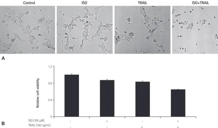 Fig. 1. Cell viability of HEK 293 cells treated with ISO and/or TRAIL. (A) Cell death induced by treatment with ISO and/or TRAIL after 24 hours