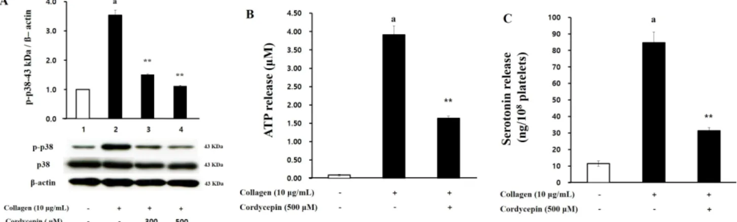 Figure  5.  Effects  of  cordycepin  on  p38  phosphorylation,  and  ATP-and  serotonin-release