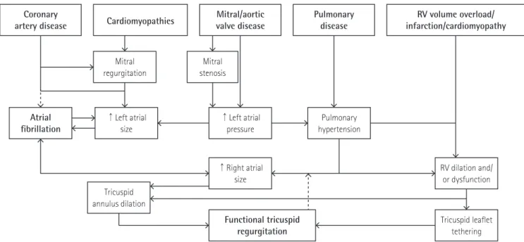 Fig. 1. Current perspectives on pathophysiology of functional or secondary tricuspid regurgitation
