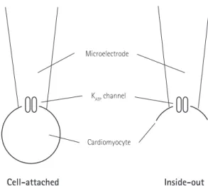 Fig. 1. Cell-attached (left) and excised inside-out (right) patch clamp  configurations.