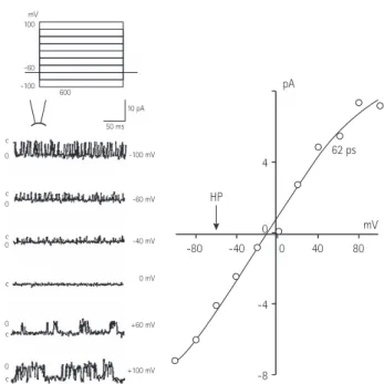 Fig. 2. Typical ATP-sensitive K +  (K ATP ) channel activity in an excised inside- inside-out patch (HP=-60 mV)