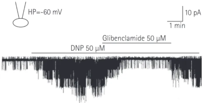 Fig. 9. Influence of the thromboxane A 2  receptor antagonist, SQ29548 (0.1  μM), on DNP-induced K ATP  channel activity in a cell-attached patch  (HP=-60 mV)