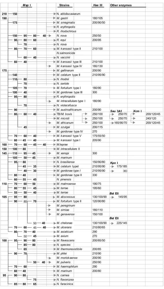 Fig. 4. The algorithm used the species identification of mycobacteria in this study(Lee, 등, 2000)