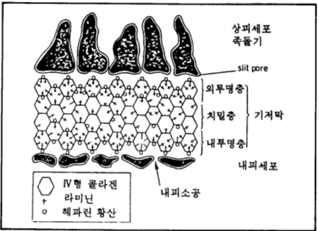 그림  2.  사구체 기저막의 분자 구조 