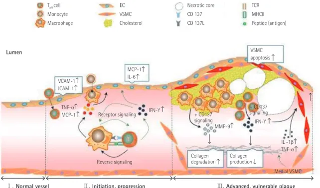 Fig. 1. Proposed model for CD137 signaling in the development of mouse atherosclerosis and maintenance of plaque stability therein
