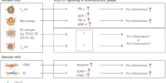 Fig. 2. Functional effects of CD137 signaling in immune cells and vascular cells involved in atherosclerotic plaques