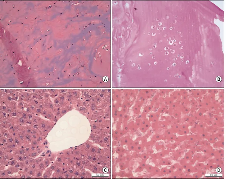 Fig.  4.  (A)  MSCs  in  control  group  at  15  days.  MSCs  kept  spindle  shape  (×200)