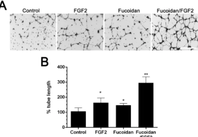 Table  1.  Effect  of  the  fucoidan  on  FGF2  induced  HUVEC  proliferation