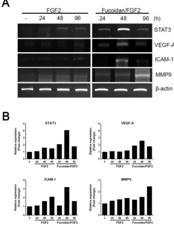 Figure  2.  Fucoidan  enhances  FGF2  induced  HUVEC  migration.  In  vitro  wound  healing  assay  image  (A)  and  quantitative  closure  percentage  (B)  was  performed  to  evaluate  the  migration  abilities  of  HUVECs  treated  with  FGF2  in  the  