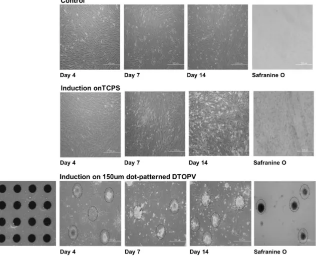 Fig.  5.  Fluorescent  images  of  DTOPV  substrate  and  chondrogenic  induction  of  MSCs  on  TCPS  and  micropatterned  DTOPV  substrates  (x100).