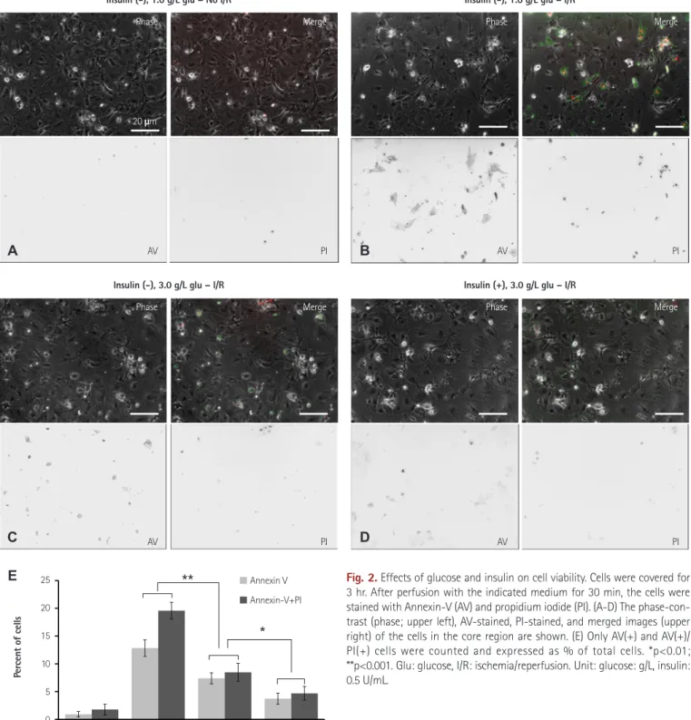 Fig. 3B-a, insulin(−)}. A higher glucose concentration (3.0 g/L) did  not lower ROS {Fig