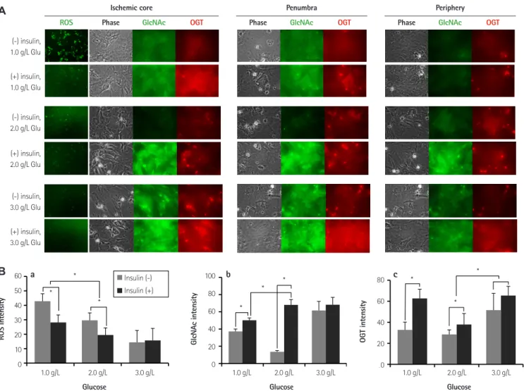 Fig. 3. Effects of glucose and insulin on suppressing reactive oxygen species (ROS) and O,N-acetylglucosamine (O-GlcNAc) and GlcNAc transferase (OGT)  expression